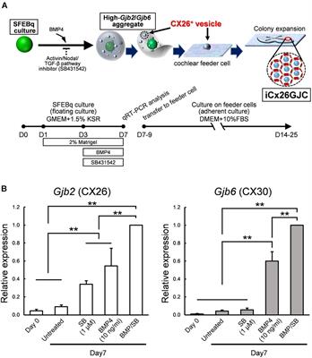 Activin/Nodal/TGF-β Pathway Inhibitor Accelerates BMP4-Induced Cochlear Gap Junction Formation During in vitro Differentiation of Embryonic Stem Cells